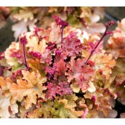 Alunrod 'Marmalade'® Heuchera H. 'Marmalade'® 1 Liter Potte 10 Alunrod 'Marmalade'® Heuchera H. 'Marmalade'® 1 Liter Potte -Montoz Butik mi12069 heuchera marmalade r edc1