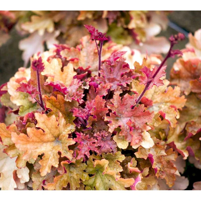 Alunrod 'Marmalade'® Heuchera H. 'Marmalade'® 1 Liter Potte 5 Alunrod 'Marmalade'® Heuchera H. 'Marmalade'® 1 Liter Potte - Billede 3