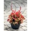 Alunrod 'Marmalade'® Heuchera H. 'Marmalade'® 1 Liter Potte 1 Alunrod 'Marmalade'® Heuchera H. 'Marmalade'® 1 Liter Potte -Montoz Butik mi12069 heuchera marmalade r f6e3