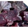 Alunrod 'Midnight Rose' Heuchera Hybrid 'Midnight Rose' 1 Liter Potte -Montoz Butik mi12073 heuchera midnight rose r c438