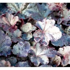 Alunrod 'Obsidian' Heuchera Hybrid 'Obsidian' 1 Liter Potte -Montoz Butik mi12076 heuchera obsidian 41cd