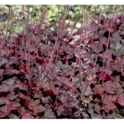 Alunrod 'Obsidian' Heuchera Hybrid 'Obsidian' 1 Liter Potte -Montoz Butik mi12076 heuchera obsidian 49cf