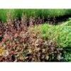 Alunrod 'Rachel' Heuchera Hybrid 'Rachel' 1 Liter Potte