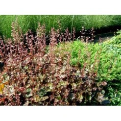 Alunrod 'Rachel' Heuchera Hybrid 'Rachel' 1 Liter Potte