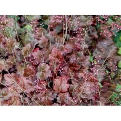 Alunrod 'Rachel' Heuchera Hybrid 'Rachel' 1 Liter Potte -Montoz Butik mi12089 heuchera rachel 4cfc