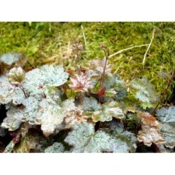 Alunrod 'Rachel' Heuchera Hybrid 'Rachel' 1 Liter Potte -Montoz Butik mi12089 heuchera rachel 69ea