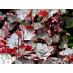 Alunrod 'Rachel' Heuchera Hybrid 'Rachel' 1 Liter Potte -Montoz Butik mi12089 heuchera rachel 78e2