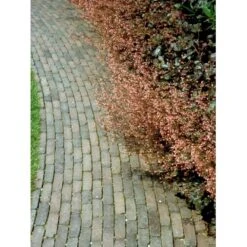 Alunrod 'Rachel' Heuchera Hybrid 'Rachel' 1 Liter Potte -Montoz Butik mi12089 heuchera rachel b290