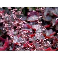 Alunrod 'Rachel' Heuchera Hybrid 'Rachel' 1 Liter Potte -Montoz Butik mi12089 heuchera rachel fa58