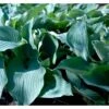 Funkia 'Blue Angel' Hosta Hybrid 'Blue Angel' 2 Liter Potte -Montoz Butik mi12129 hosta blue angel ca0d