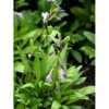 Koreansk Funkia Hosta Clausa 1 Liter Potte -Montoz Butik mi12138 hosta clausa var normalis 0cbd
