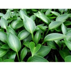 Funkia 'Devon Green' Hosta Hybrid 'Devon Green' 1 Liter Potte 9 Funkia 'Devon Green' Hosta Hybrid 'Devon Green' 1 Liter Potte -Montoz Butik mi12142 hosta devon green 1fb7