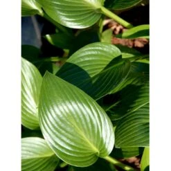 Funkia 'Devon Green' Hosta Hybrid 'Devon Green' 1 Liter Potte 11 Funkia 'Devon Green' Hosta Hybrid 'Devon Green' 1 Liter Potte -Montoz Butik mi12142 hosta devon green f28a