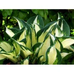 Funkia 'Fire And Ice' Hosta Hybrid 'Fire And Ice' Potte 2 Liter. -Montoz Butik mi12148 hosta fire ice 3f72