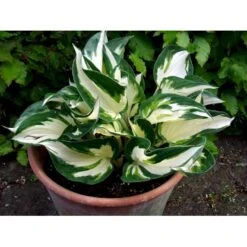 Funkia 'Fire And Ice' Hosta Hybrid 'Fire And Ice' Potte 2 Liter. -Montoz Butik mi12148 hosta fire ice 4efe