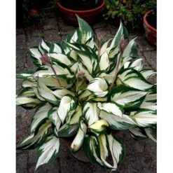 Funkia 'Fire And Ice' Hosta Hybrid 'Fire And Ice' Potte 2 Liter. -Montoz Butik mi12148 hosta fire ice b873