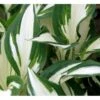 Funkia 'Fire And Ice' Hosta Hybrid 'Fire And Ice' Potte 2 Liter. -Montoz Butik mi12148 hosta fire ice f91b