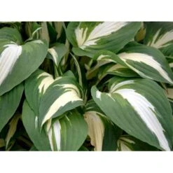 Funkia 'Night Before Christmas' Hosta Hybrid 'Night Before Christmas' 1 Liter Potte