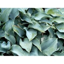 Funkia 'Halcyon' Hosta Tardiana 'Halcyon' 1 Liter Potte -Montoz Butik mi12165 hosta halcyon 19b5