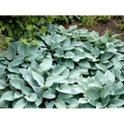 Funkia 'Halcyon' Hosta Tardiana 'Halcyon' 1 Liter Potte -Montoz Butik mi12165 hosta halcyon 4de0