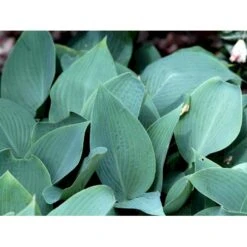 Funkia 'Halcyon' Hosta Tardiana 'Halcyon' 1 Liter Potte -Montoz Butik mi12165 hosta halcyon 6dda