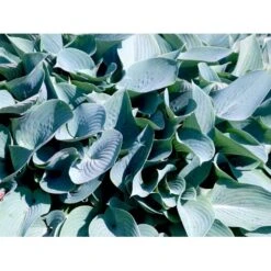 Funkia 'Halcyon' Hosta Tardiana 'Halcyon' 1 Liter Potte -Montoz Butik mi12165 hosta halcyon a729