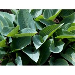 Funkia 'Halcyon' Hosta Tardiana 'Halcyon' 1 Liter Potte -Montoz Butik mi12165 hosta halcyon bde1