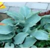 Funkia 'Halcyon' Hosta Tardiana 'Halcyon' 1 Liter Potte -Montoz Butik mi12165 hosta halcyon d406