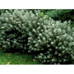 Havtorn 'Hikul' (han) Hippophae Rhamnoides 'Hikul' (han) Potte 4,0 Liter,- 50-60 Cm. -Montoz Butik mi1217 hippophae rhamnoides hikul c6de