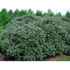 Havtorn 'Hikul' (han) Hippophae Rhamnoides 'Hikul' (han) Potte 4,0 Liter,- 50-60 Cm. -Montoz Butik mi1217 hippophae rhamnoides hikul ff88