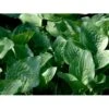 Funkia 'Royal Standard' Hosta Hybrid 'Royal Standard' 1 Liter Potte -Montoz Butik mi12194 hosta royal standard ab2e
