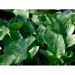 Funkia 'Royal Standard' Hosta Hybrid 'Royal Standard' 1 Liter Potte