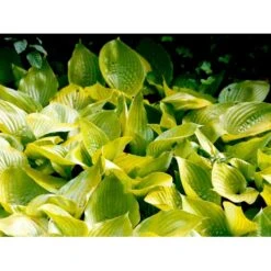 Funkia 'Sum And Substance' Hosta Hybrid 'Sum And Substance' 1 Liter Potte -Montoz Butik mi12208 hosta sum and substance 61a6