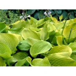 Funkia 'Sum And Substance' Hosta Hybrid 'Sum And Substance' 1 Liter Potte -Montoz Butik mi12208 hosta sum and substance 7a78