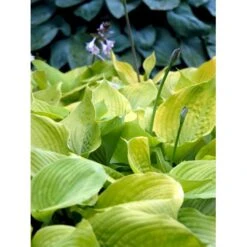 Funkia 'Sum And Substance' Hosta Hybrid 'Sum And Substance' 1 Liter Potte -Montoz Butik mi12208 hosta sum and substance c8d2