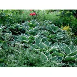 Funkia 'Francee' Hosta Fortunei 'Francee' 1 Liter Potte 12 Funkia 'Francee' Hosta Fortunei 'Francee' 1 Liter Potte -Montoz Butik mi1220 hosta fortunei francee 11a7