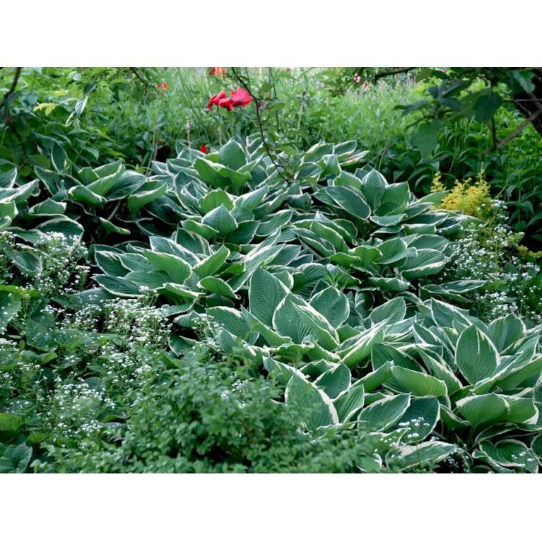 Funkia 'Francee' Hosta Fortunei 'Francee' 1 Liter Potte 6 Funkia 'Francee' Hosta Fortunei 'Francee' 1 Liter Potte - Billede 4