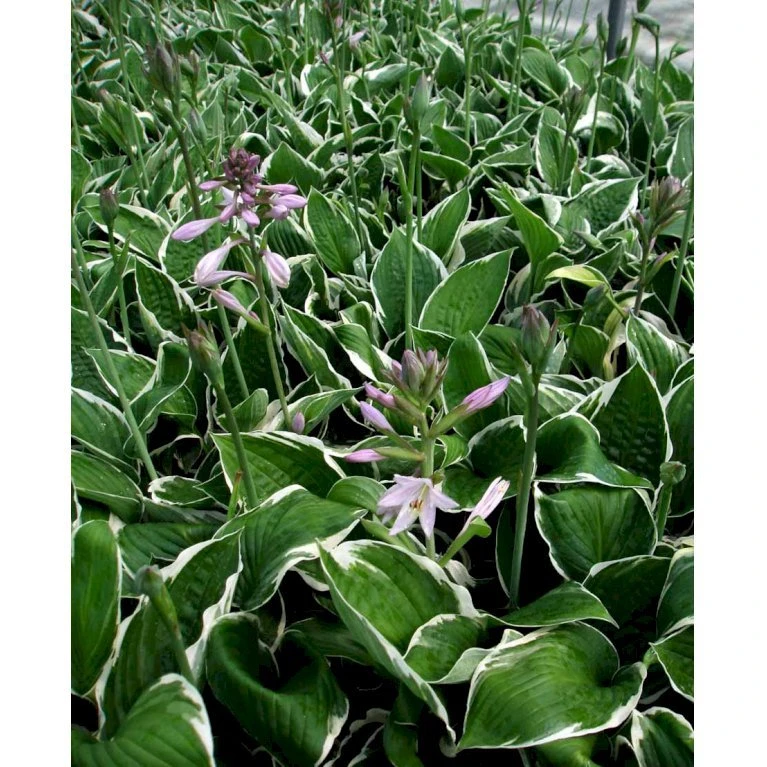 Funkia 'Francee' Hosta Fortunei 'Francee' 1 Liter Potte 5 Funkia 'Francee' Hosta Fortunei 'Francee' 1 Liter Potte - Billede 3