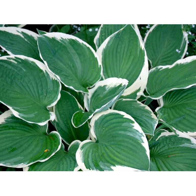 Funkia 'Francee' Hosta Fortunei 'Francee' 1 Liter Potte 8 Funkia 'Francee' Hosta Fortunei 'Francee' 1 Liter Potte - Billede 6