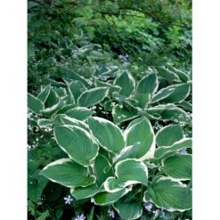 Funkia 'Francee' Hosta Fortunei 'Francee' 1 Liter Potte 13 Funkia 'Francee' Hosta Fortunei 'Francee' 1 Liter Potte -Montoz Butik mi1220 hosta fortunei francee b332