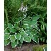Funkia 'Francee' Hosta Fortunei 'Francee' 1 Liter Potte -Montoz Butik mi1220 hosta fortunei francee cff4