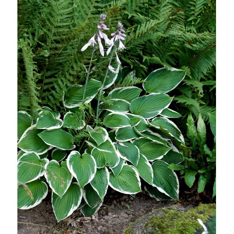 Funkia 'Francee' Hosta Fortunei 'Francee' 1 Liter Potte 3 Funkia 'Francee' Hosta Fortunei 'Francee' 1 Liter Potte