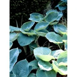 Funkia 'Big Daddy' Hosta Hybrid 'Big Daddy' 1 Liter Potte -Montoz Butik mi1225 hosta big daddy c3b1