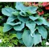Funkia 'Big Daddy' Hosta Hybrid 'Big Daddy' 1 Liter Potte -Montoz Butik mi1225 hosta big daddy ed58