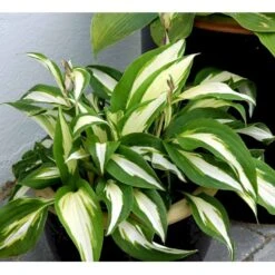 Funkia 'Night Before Christmas' Hosta Hybrid 'Night Before Christmas' 1 Liter Potte -Montoz Butik mi1226 hosta night before christmas caa9