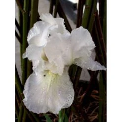 Haveiris 'Immortality' Iris Germanica 'Immortality' 1 Liter Potte 10 Haveiris 'Immortality' Iris Germanica 'Immortality' 1 Liter Potte -Montoz Butik mi12336 iris immortality 7b18