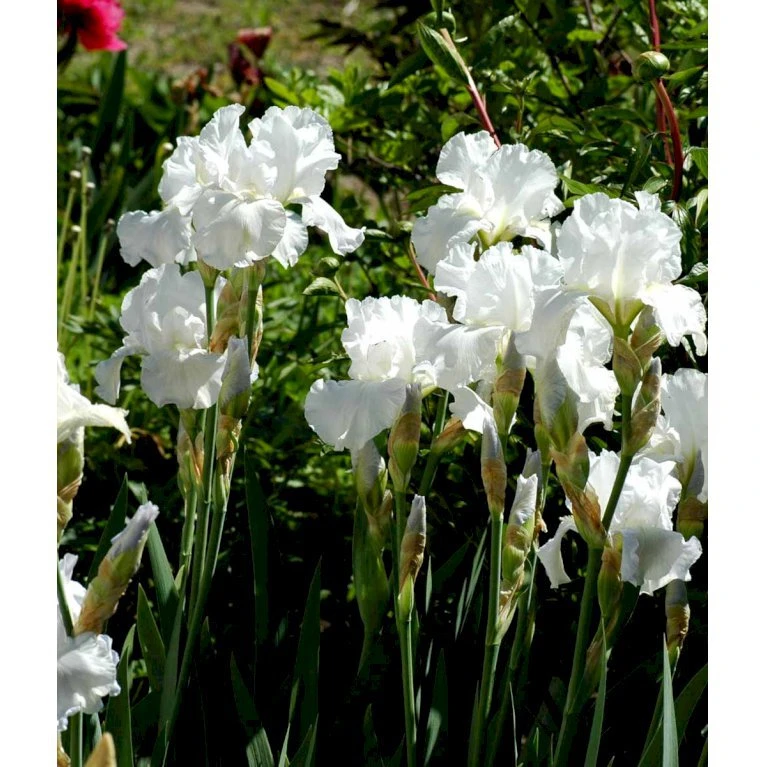 Haveiris 'Immortality' Iris Germanica 'Immortality' 1 Liter Potte 5 Haveiris 'Immortality' Iris Germanica 'Immortality' 1 Liter Potte - Billede 3