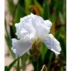Haveiris 'Immortality' Iris Germanica 'Immortality' 1 Liter Potte -Montoz Butik mi12336 iris immortality d29a