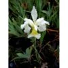Dværgiris Iris 'Lilli White' 1 Liter Potte