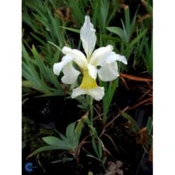Dværgiris Iris 'Lilli White' 1 Liter Potte